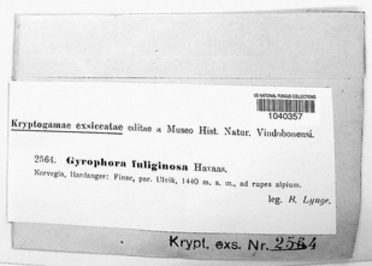 Gyrophora fuliginosa image